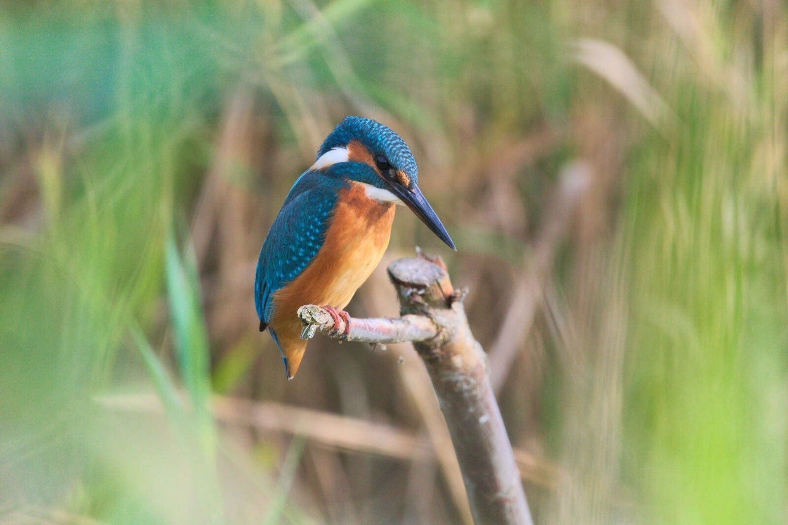 Kingfisher perched on branch