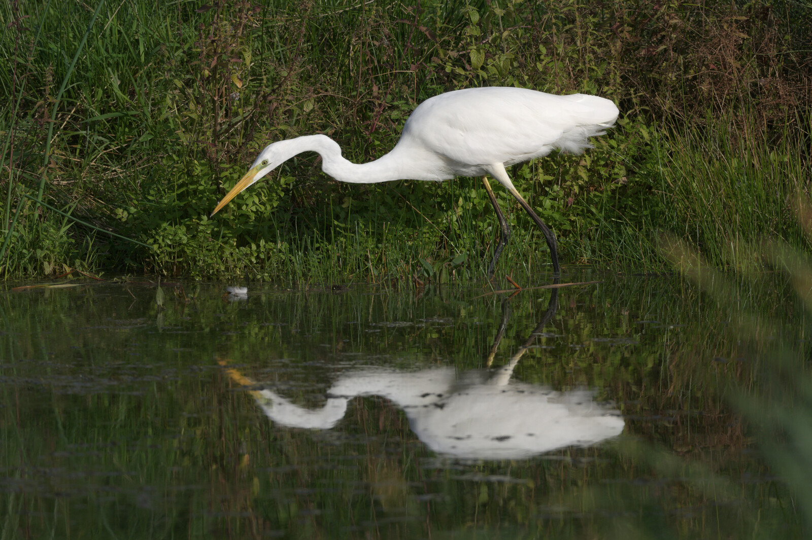 Great Egret